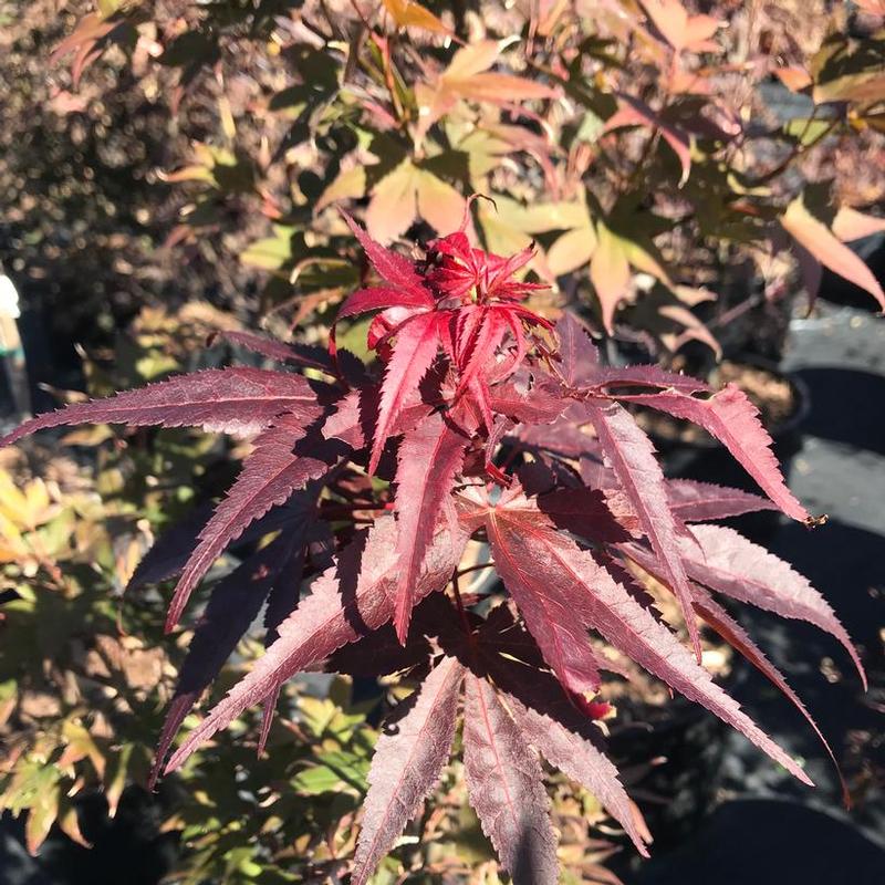 Acer x pseudosiebodianum Dark Star