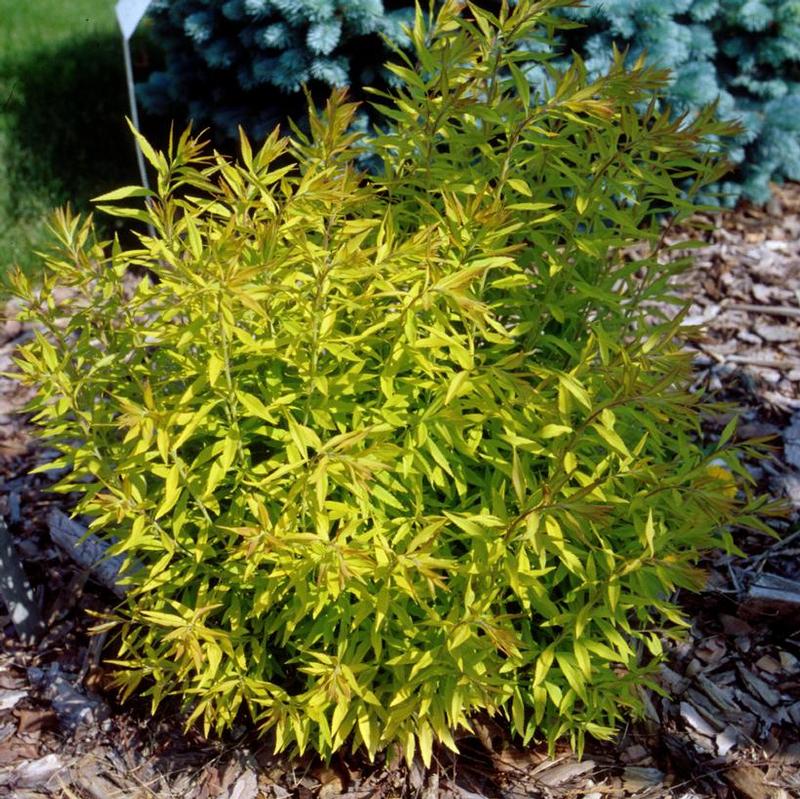 Spiraea thunbergii Ogon