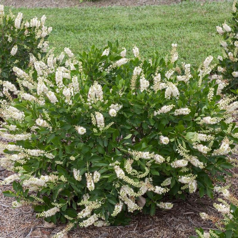 Clethra alnifolia Caleb