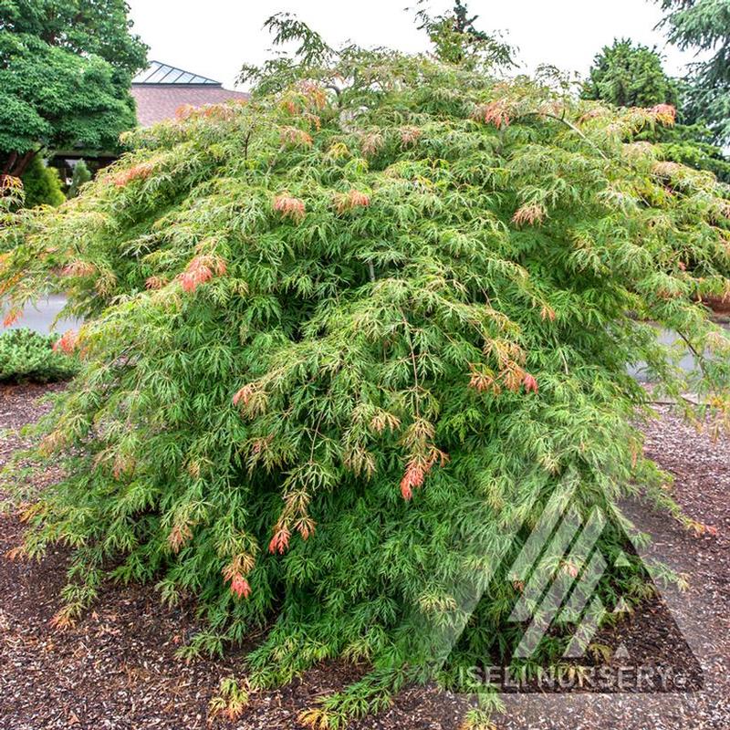 Acer x pseudosieboldianum Jack Frost® IslID