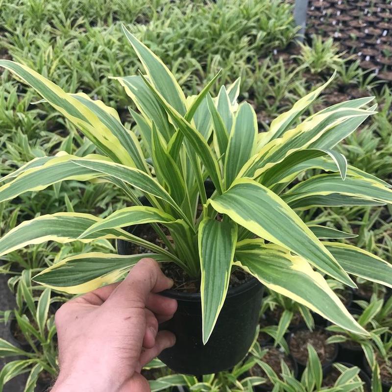 Hosta Sandhill Crane