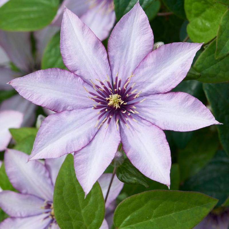 Clematis Evipo075