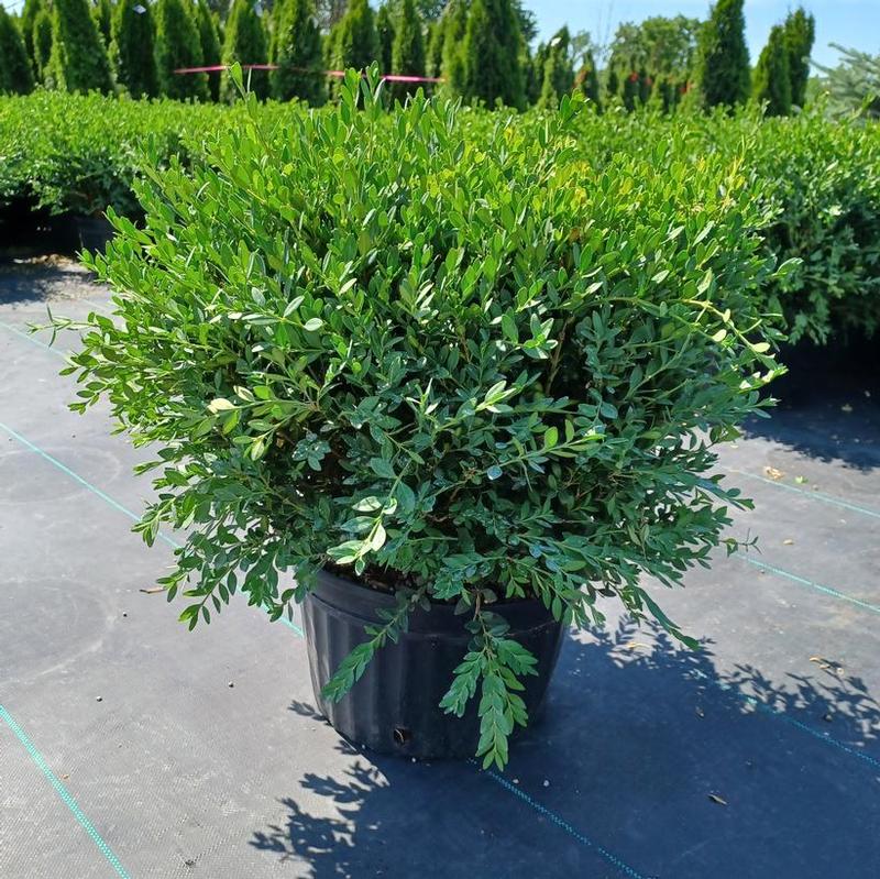 Buxus x Green Mound