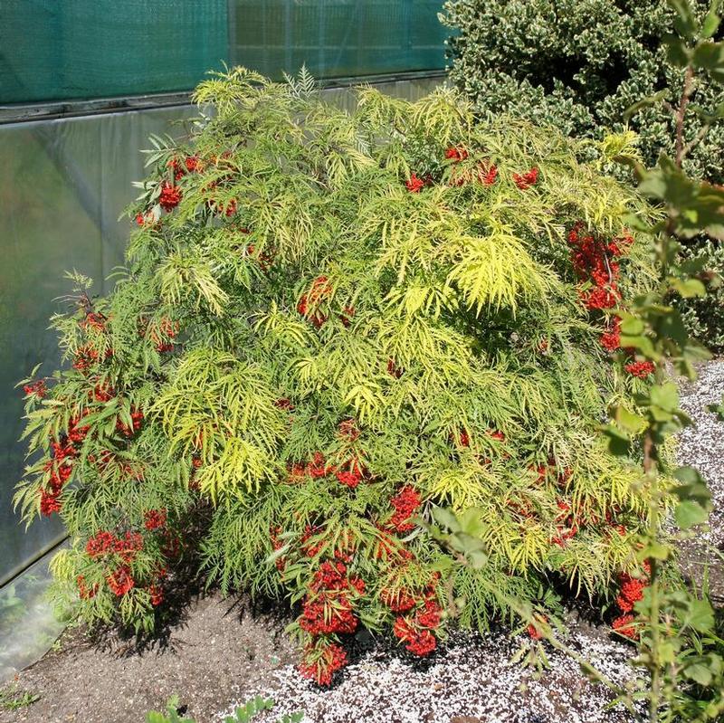 Sambucus nigra Welsh Gold