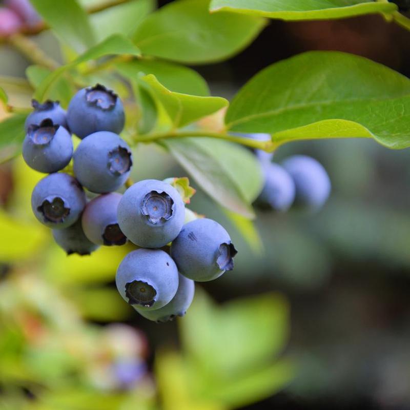 Blueberry Sweetheart