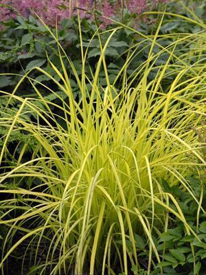 Carex elata Aurea