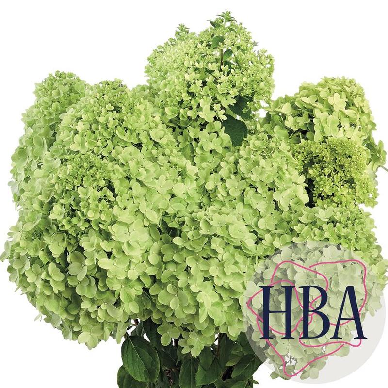 Hydrangea paniculata Pandora