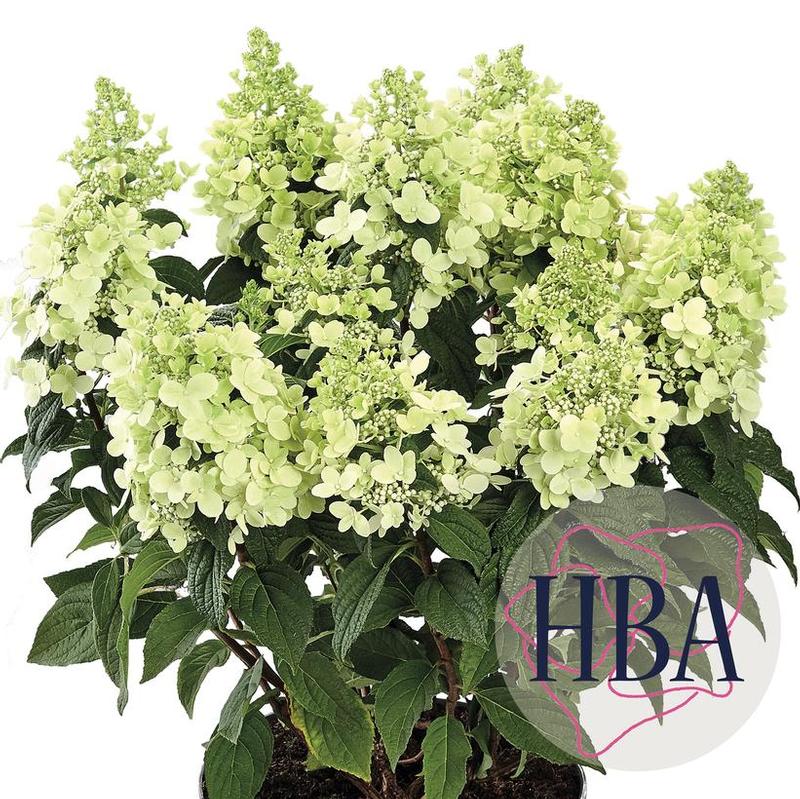 Hydrangea paniculata Panzola