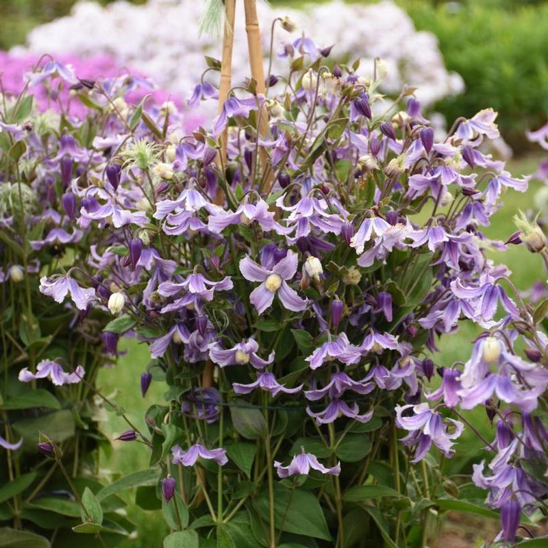 Clematis Stand By Me Lavender