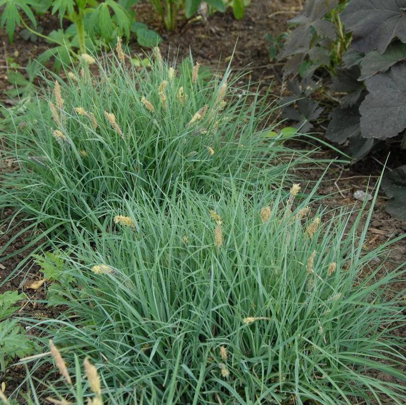 Carex glauca Blue Zinger