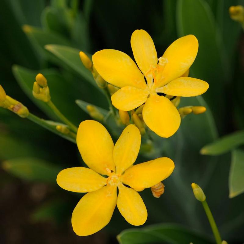 Belamcanda chinensis Hello Yellow