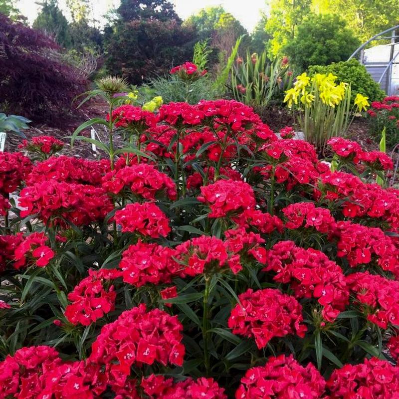 Dianthus barbatus Scarlet Fever