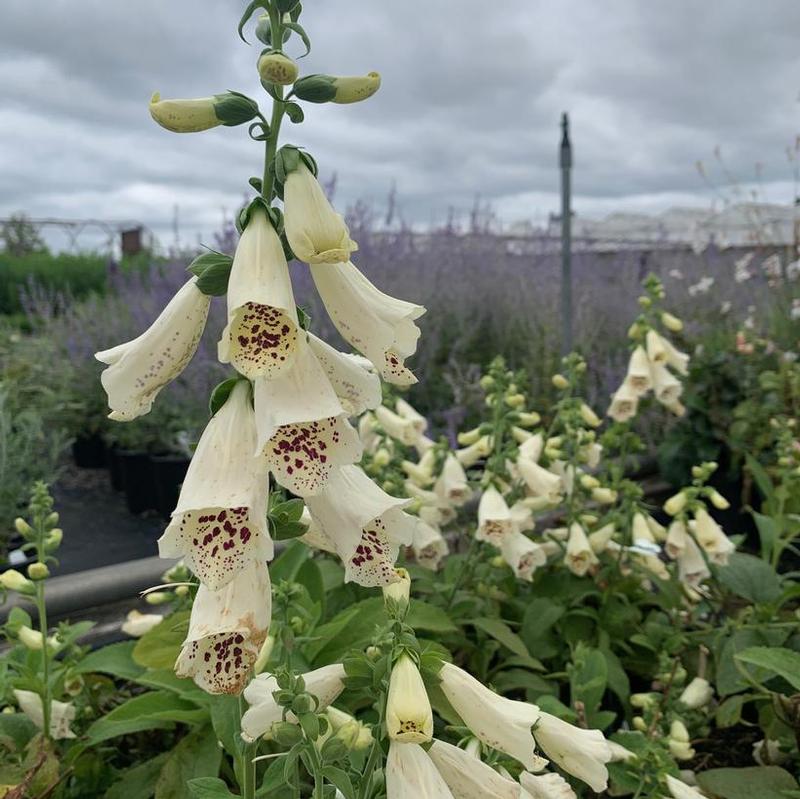 Digitalis purpurea Dalmatian Cream