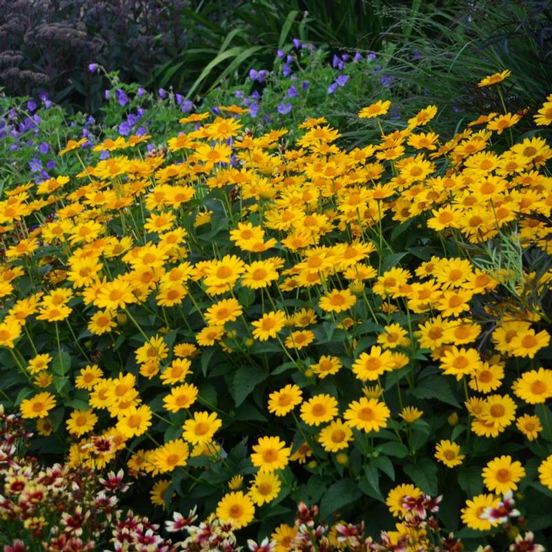 Heliopsis helianthoides Tuscan Sun