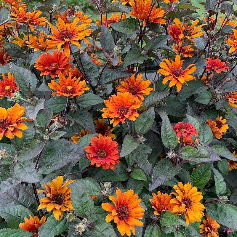 Heliopsis helianthoides var. scabra Bleeding Hearts