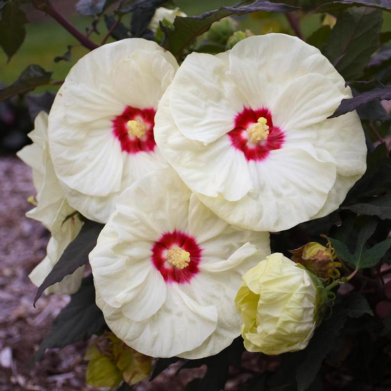 Hibiscus x Summerific® Summerific® French Vanilla