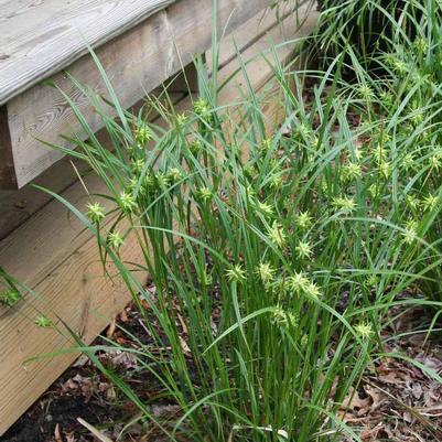 Carex grayi 