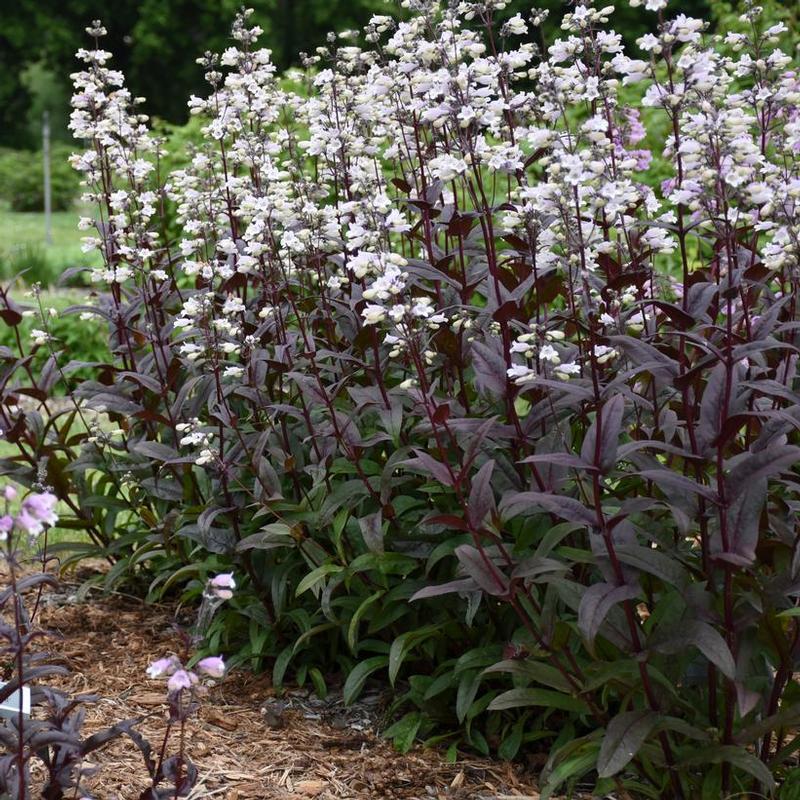 Penstemon digitalis Onyx and Pearl