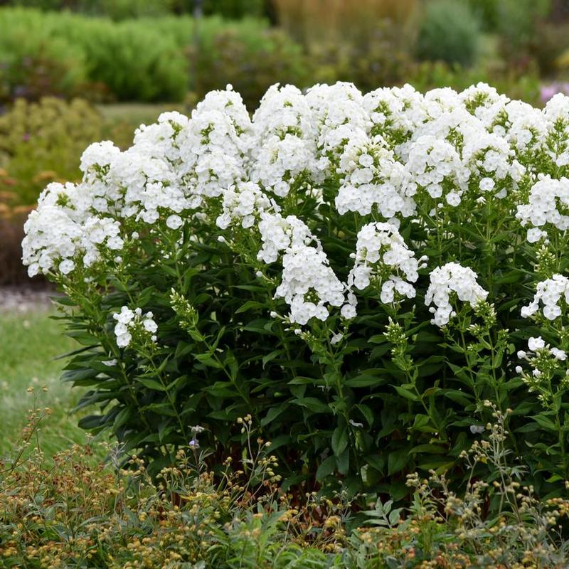 Phlox paniculata Luminary™ Backlight