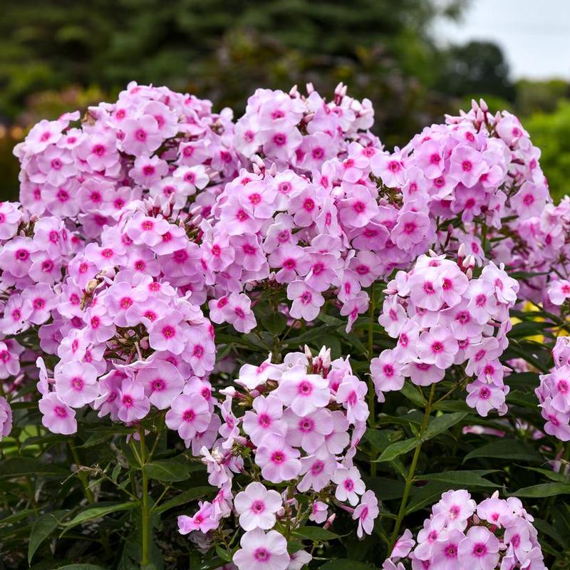 Phlox paniculata Luminary™ Opalescence