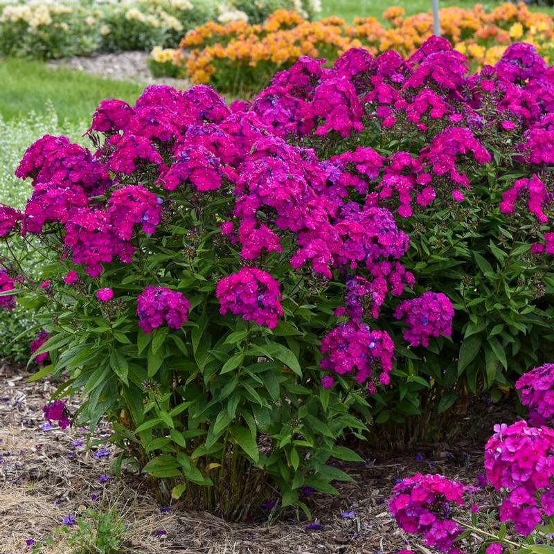 Phlox paniculata Luminary™ Ultraviolet