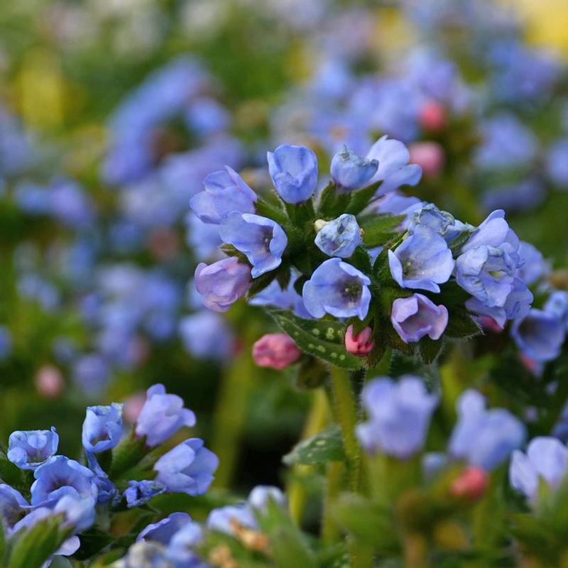 Pulmonaria x Twinkle Toes