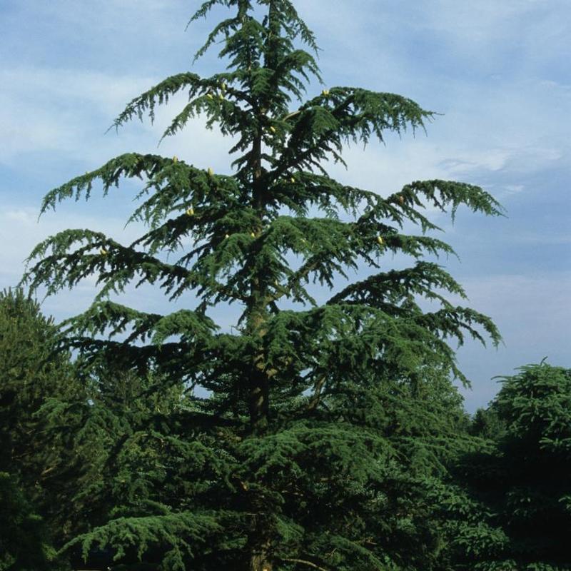 Cedrus libani ssp. stenocoma 