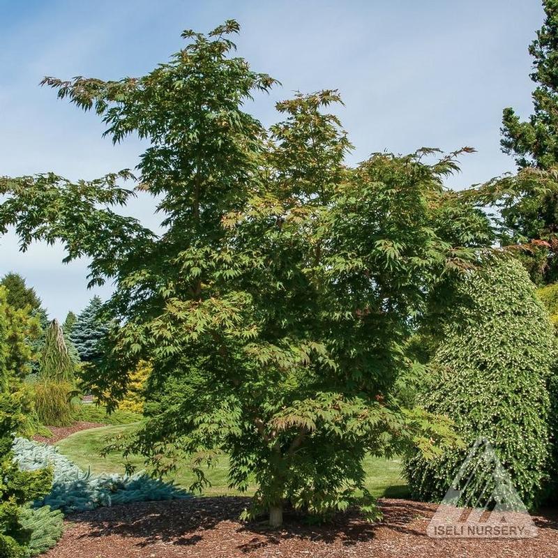 Acer x pseudosieboldianum Jack Frost® IsIAJ