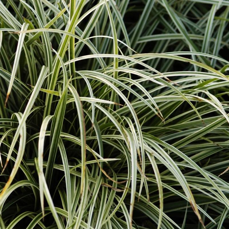 Carex morrowii Silver Sceptre