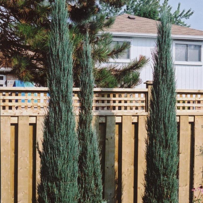 Juniperus scopulorum Skyrocket