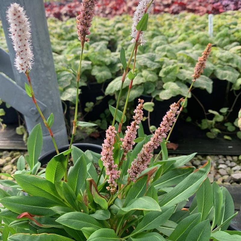 Persicaria affinis Dimity