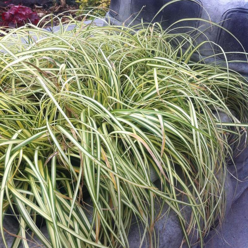 Carex oshimensis Evergold