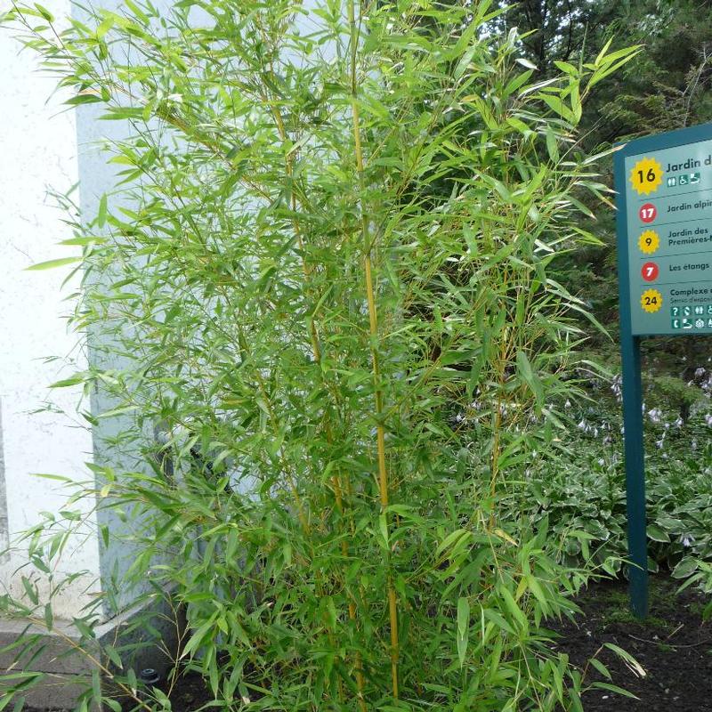 Phyllostachys aureosulcata 