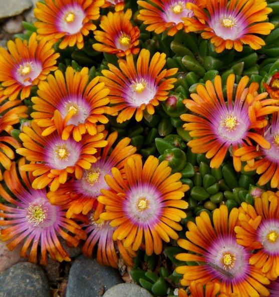 Delosperma x P001S