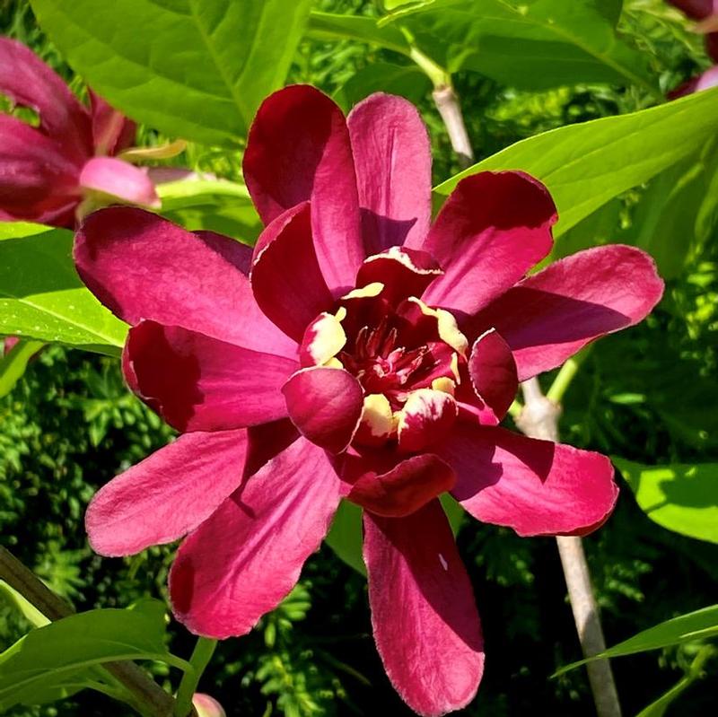 Calycanthus x raulstonii Hartlage Wine