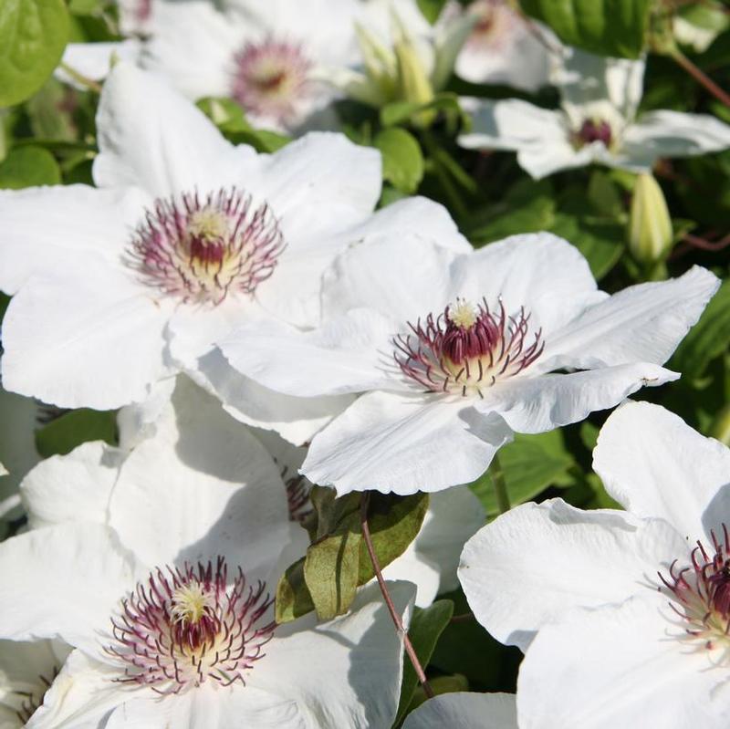 Clematis Boulevard® Evipo052