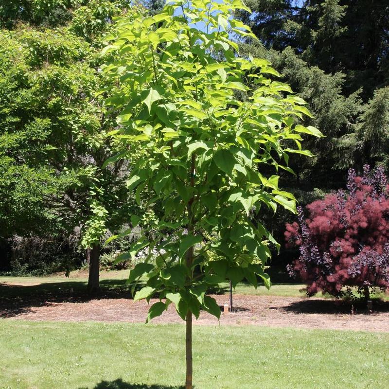 Catalpa speciosa Hiawatha 2