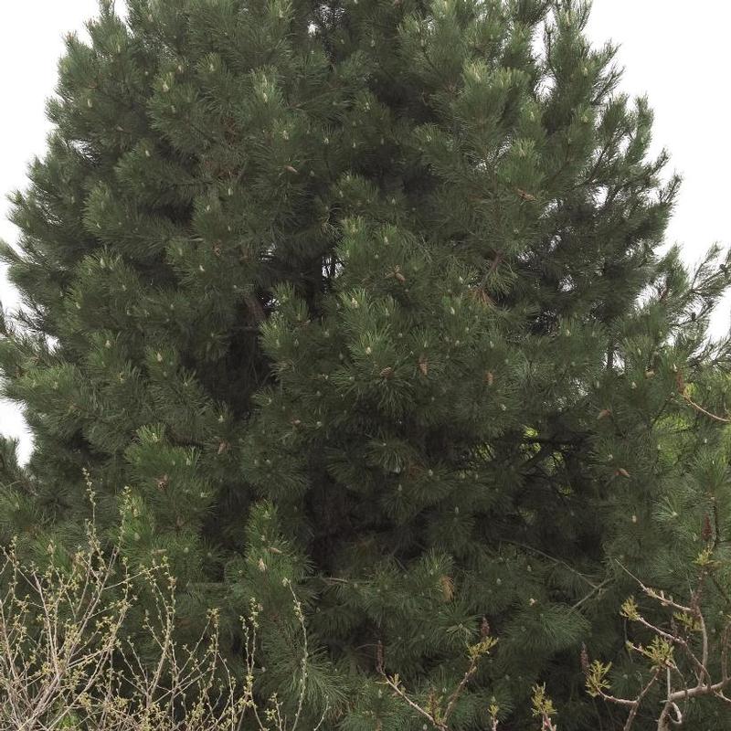 Pinus nigra 