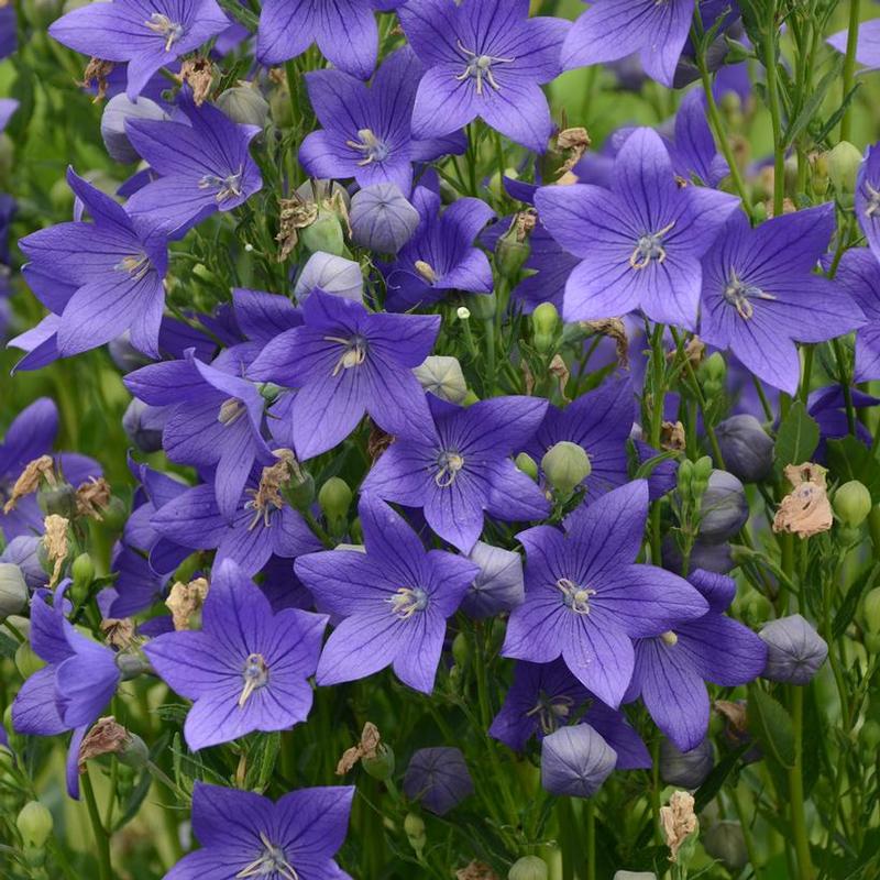 Platycodon grandiflorus Fuji Blue