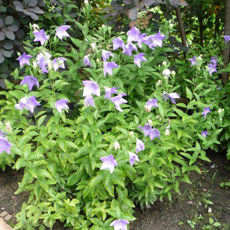 Platycodon grandiflorus Hakone Blue