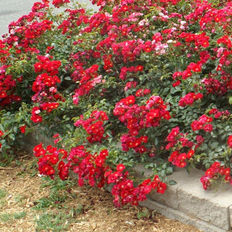 Rosa Flower Carpet® NOAre