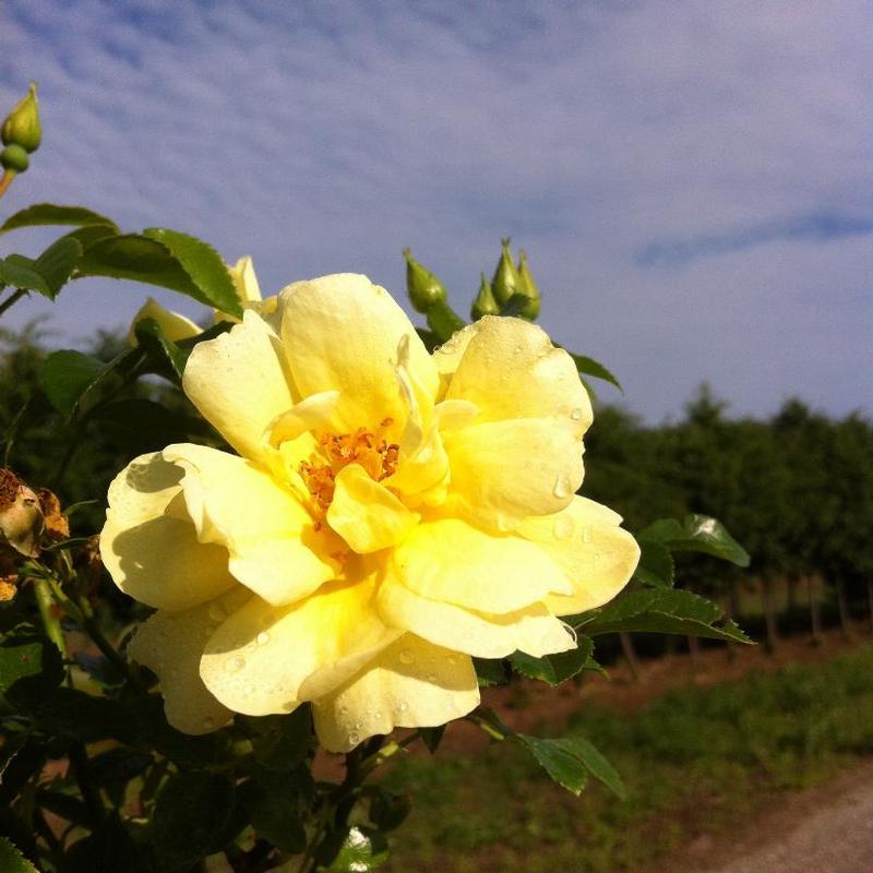 Rosa Flower Carpet® NOAlesa