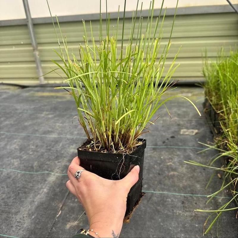 Carex vulpinoidea 