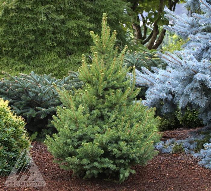Picea glauca North Pole