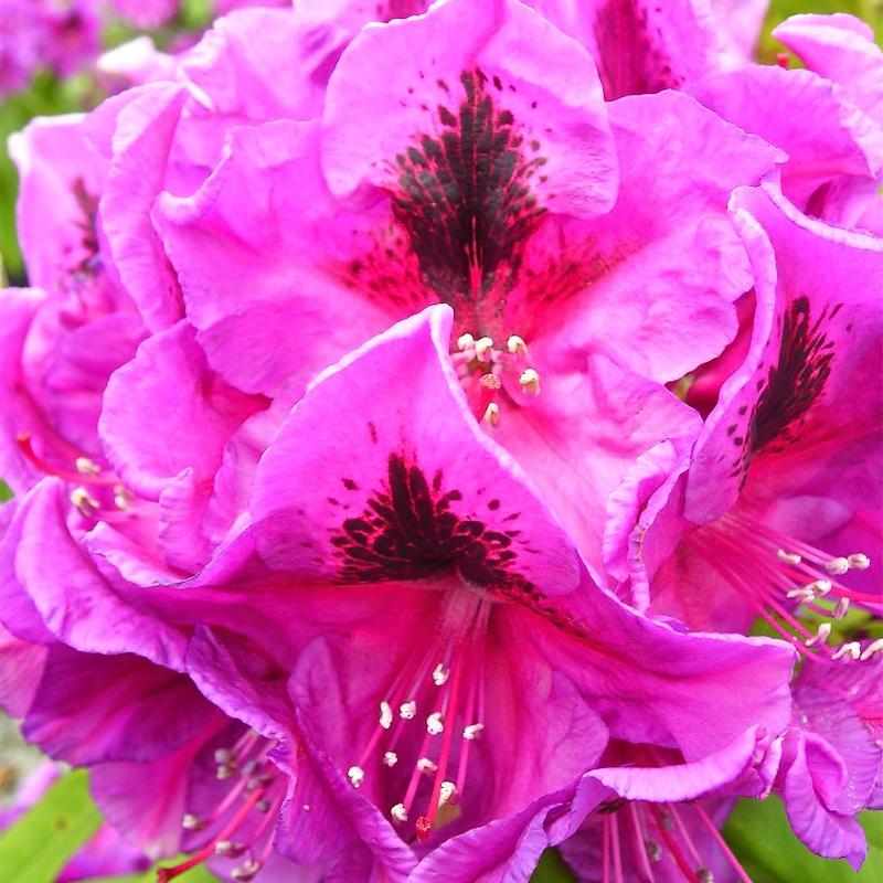 Rhododendron Wojnars Purple