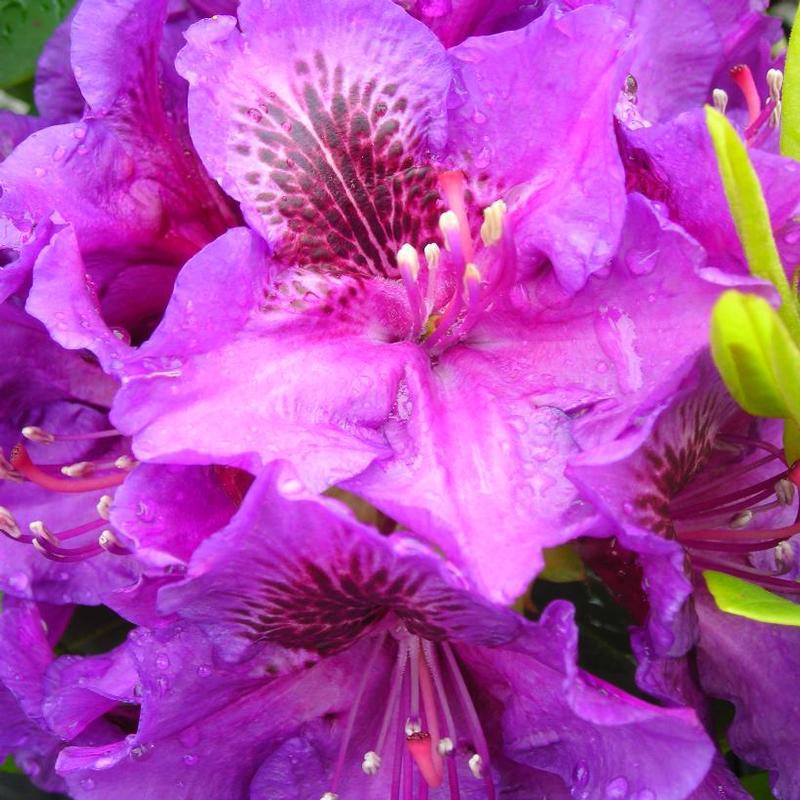 Rhododendron Edith Bosley