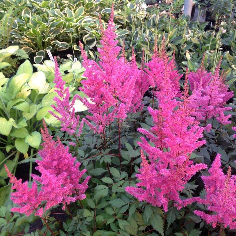 Astilbe chinensis Maggie Daley