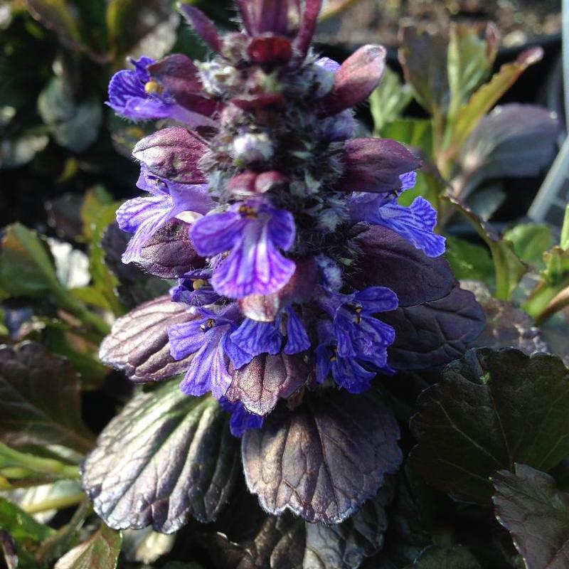 Ajuga reptans Black Scallop