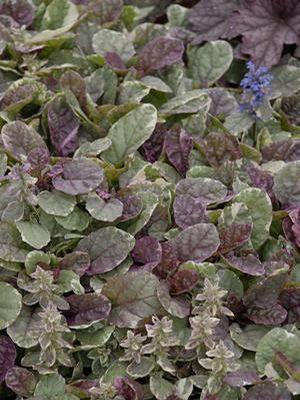 Ajuga reptans Burgundy Glow