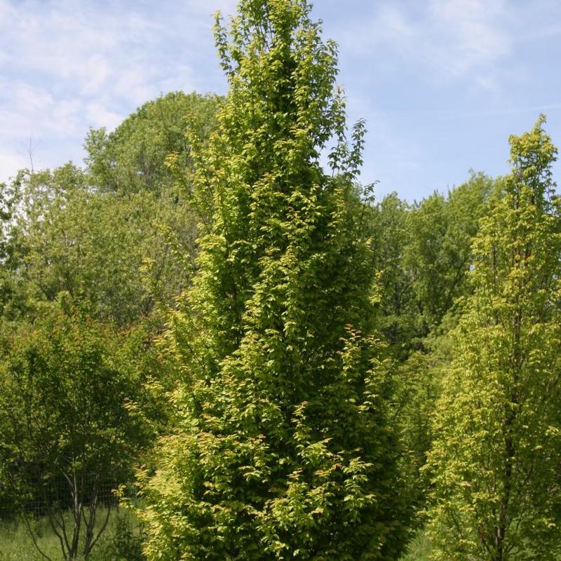 Carpinus betulus Frans Fontaine